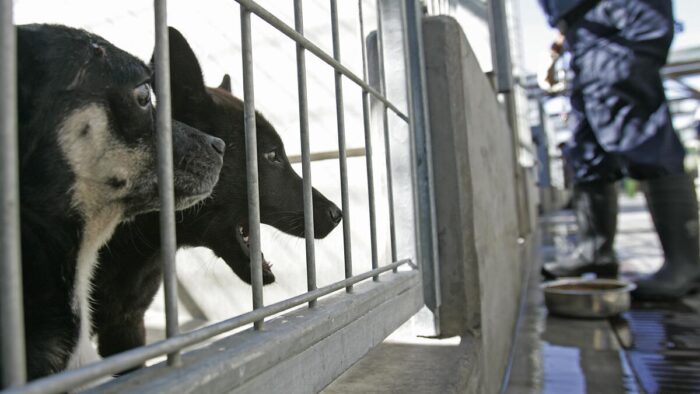 Animal Activists Sound Alarm Over LA Shelter Dog Care – Shocking Details Revealed